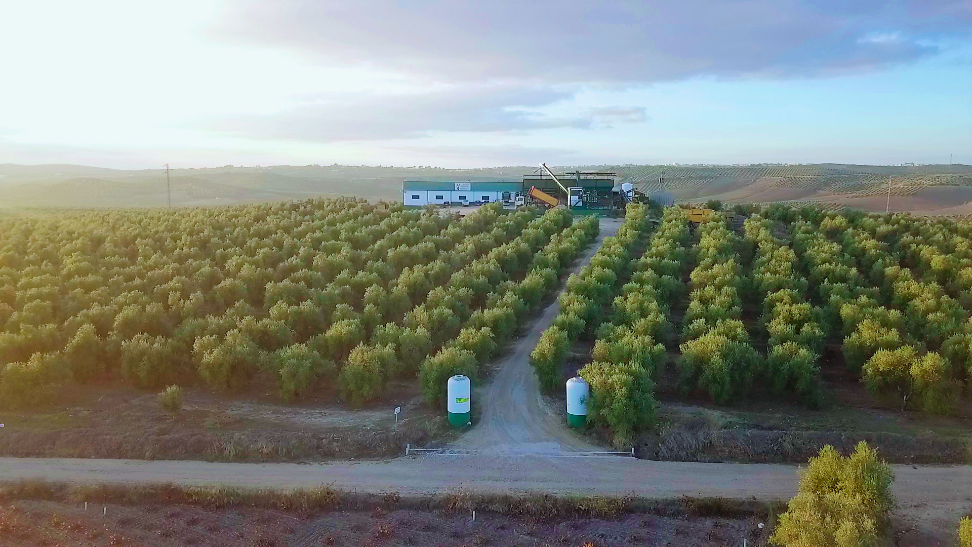 producción de aceite de oliva virgen extra de andalucía
