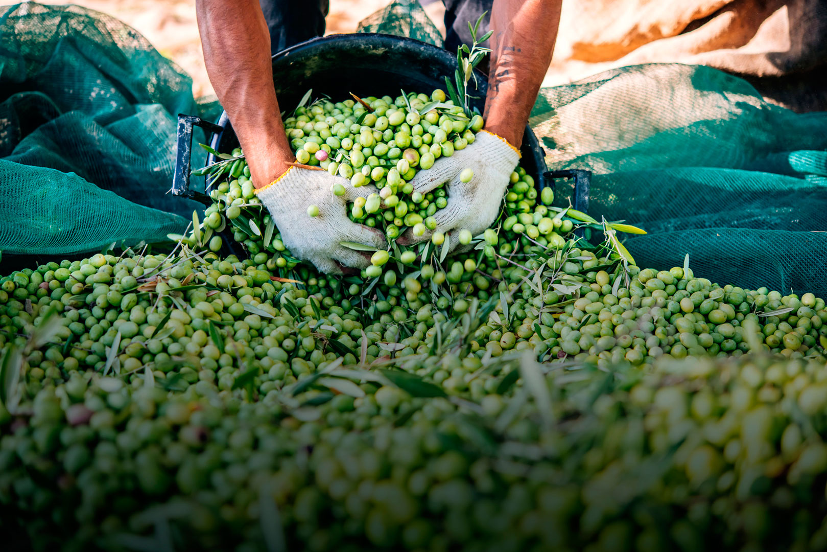 ¿Cómo conservar el aceite de oliva?