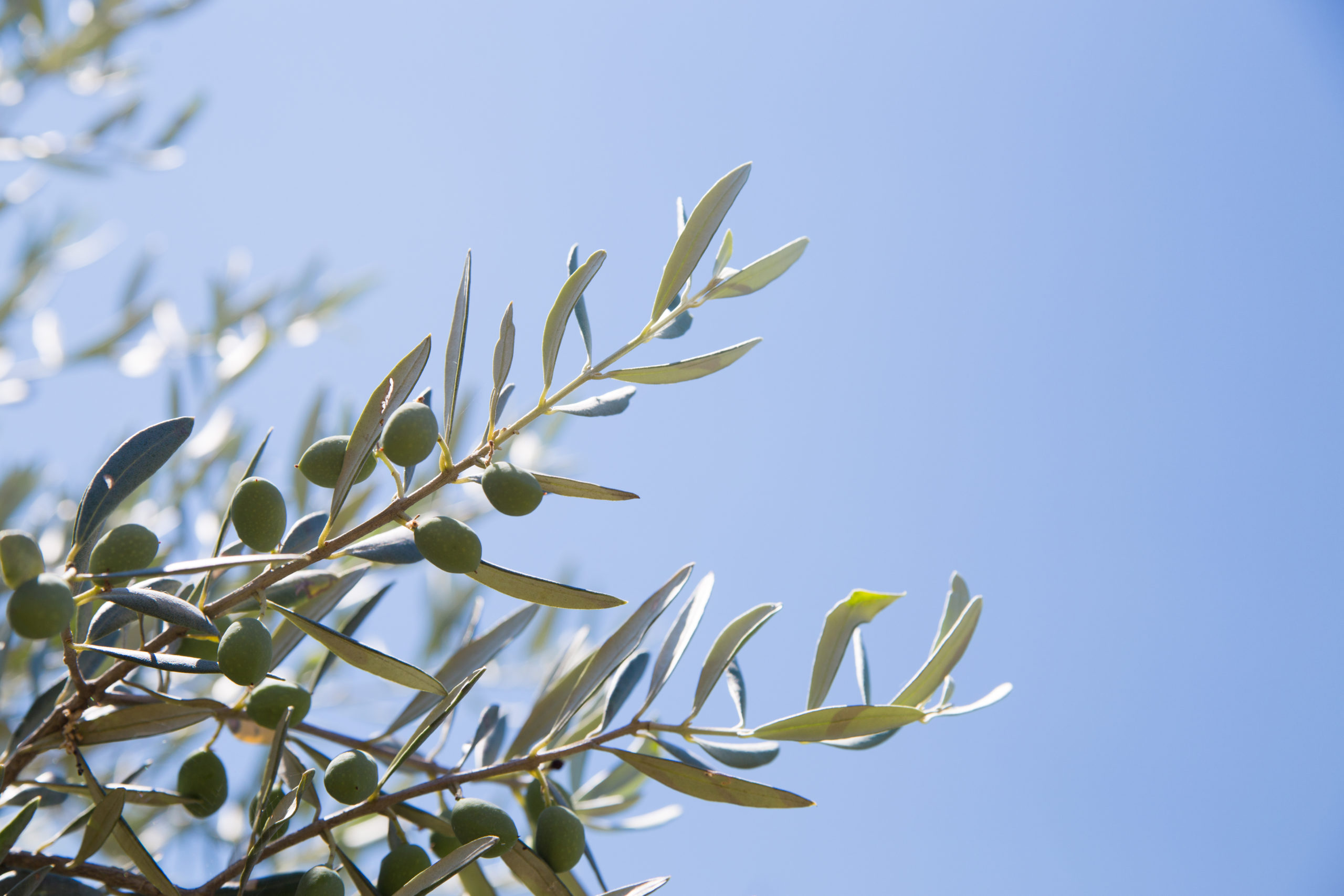 ¿Porqué ha subido tanto el aceite de oliva?
